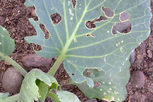 дырки на листьях капусты