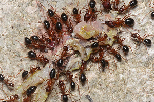 красные муравьи в теплице