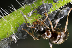 муравьи в теплице