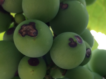 Из-за чего на винограде появляются черные точки?