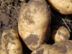 Чем удобрять картофель во время и после посадки?