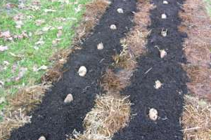 посадка картошки под сено
