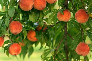 опрыскивание персика осенью