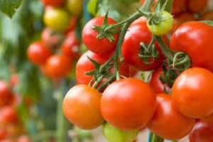 опрыскивание томатов борной кислотой