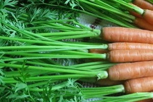 темнеет ботва у моркови