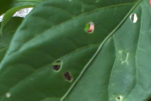 дырки на листьях перца