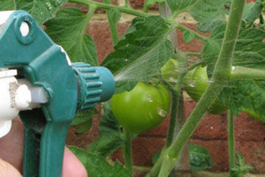 гусеницы едят помидоры лечение