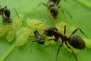 муравьи на листьях огурцов
