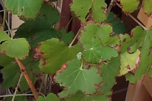 скручиваются листья у винограда