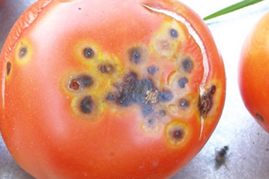 черные пятна на плодах помидоров