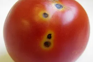 черные точки на плодах томатов