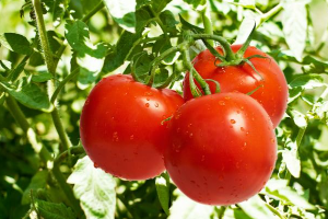 опадают завязи томатов в открытом грунте