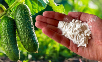 Борная кислота для огурцов: 15 способов применения для увеличения урожайности